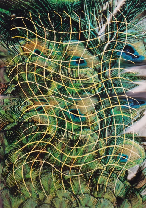 peacock.jpg