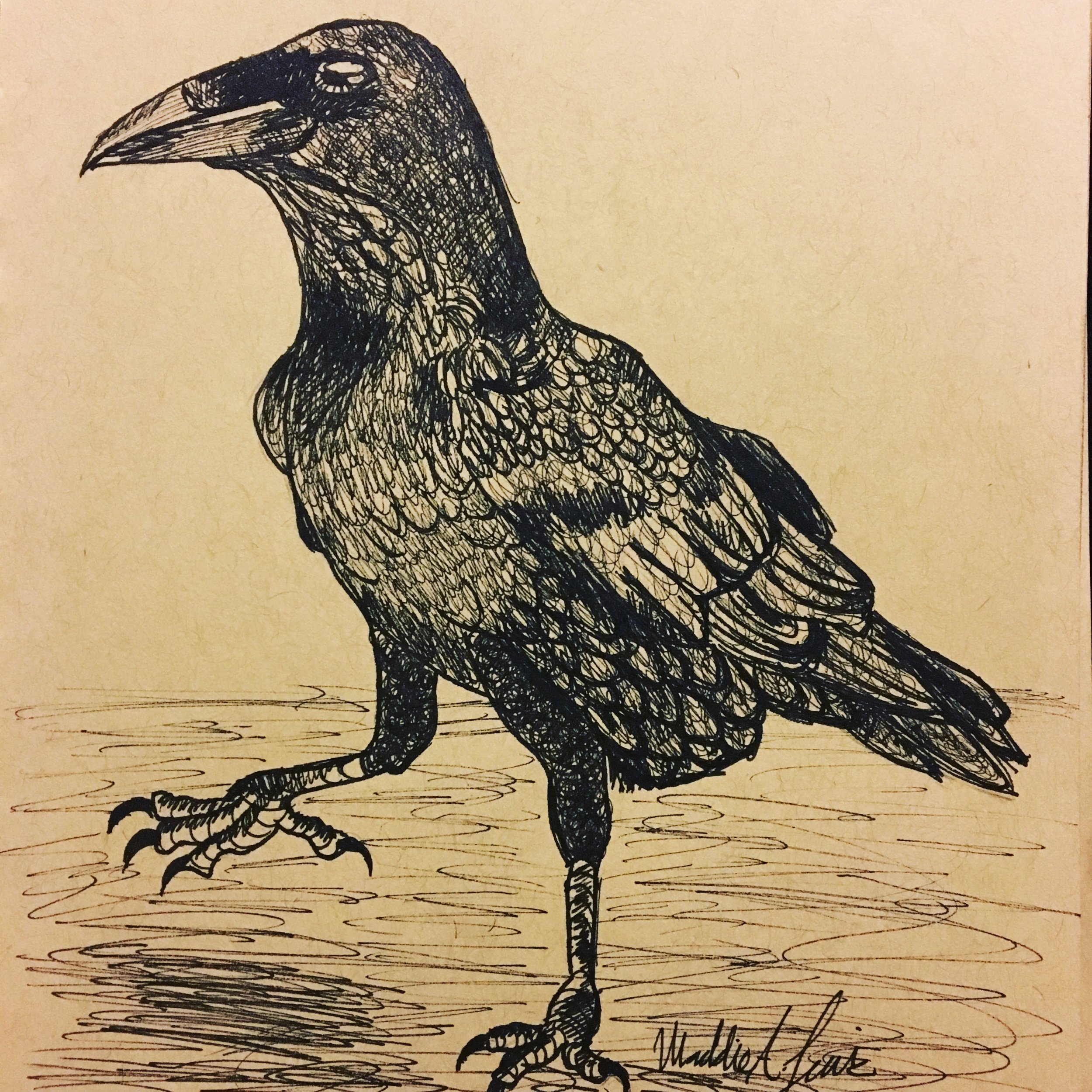 Raven