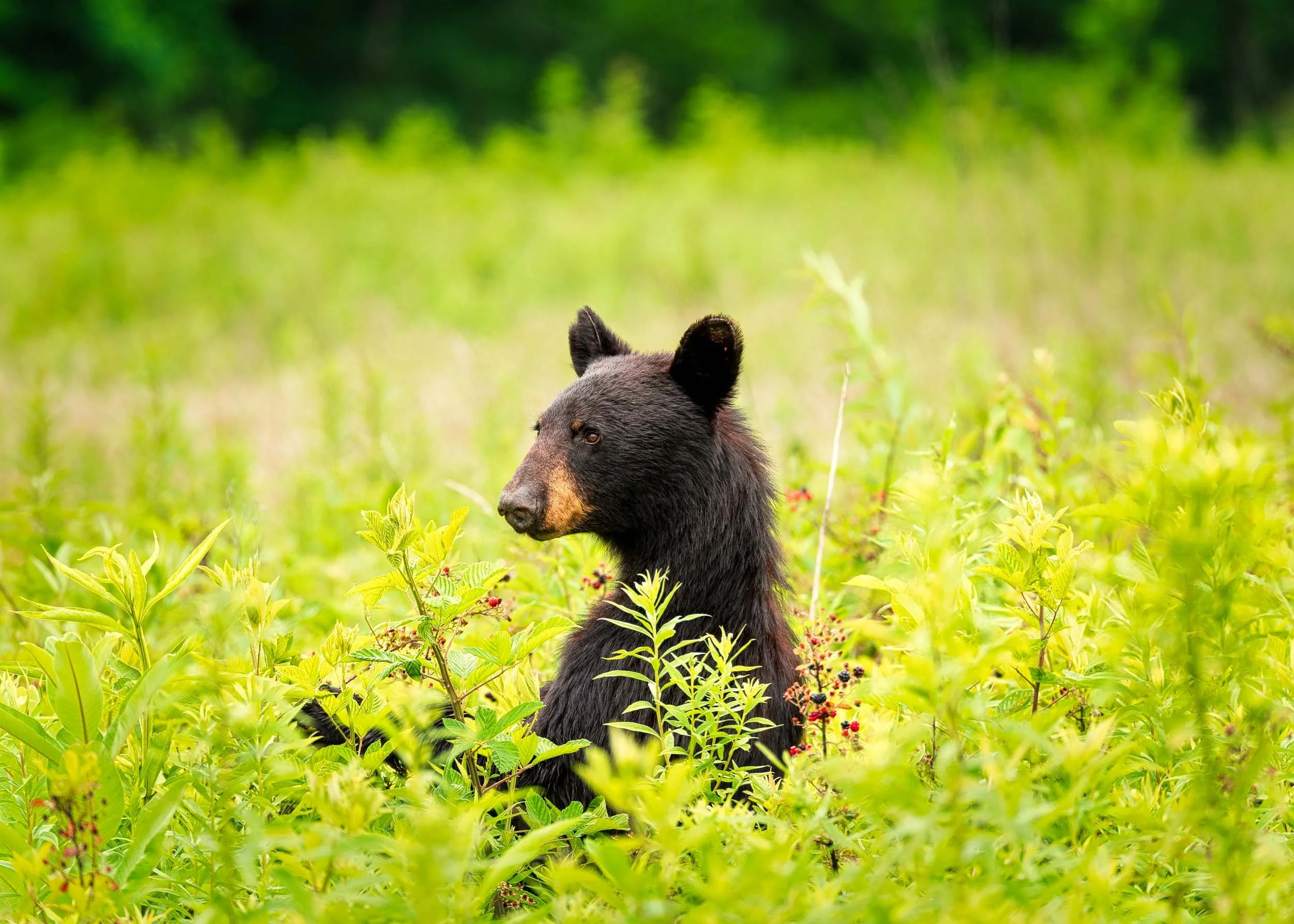 Peek-a-boo Bear