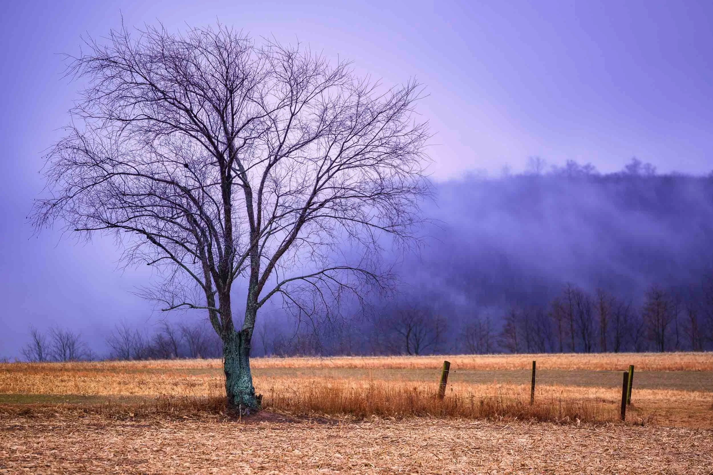 lone tree with fog rolling through the valley