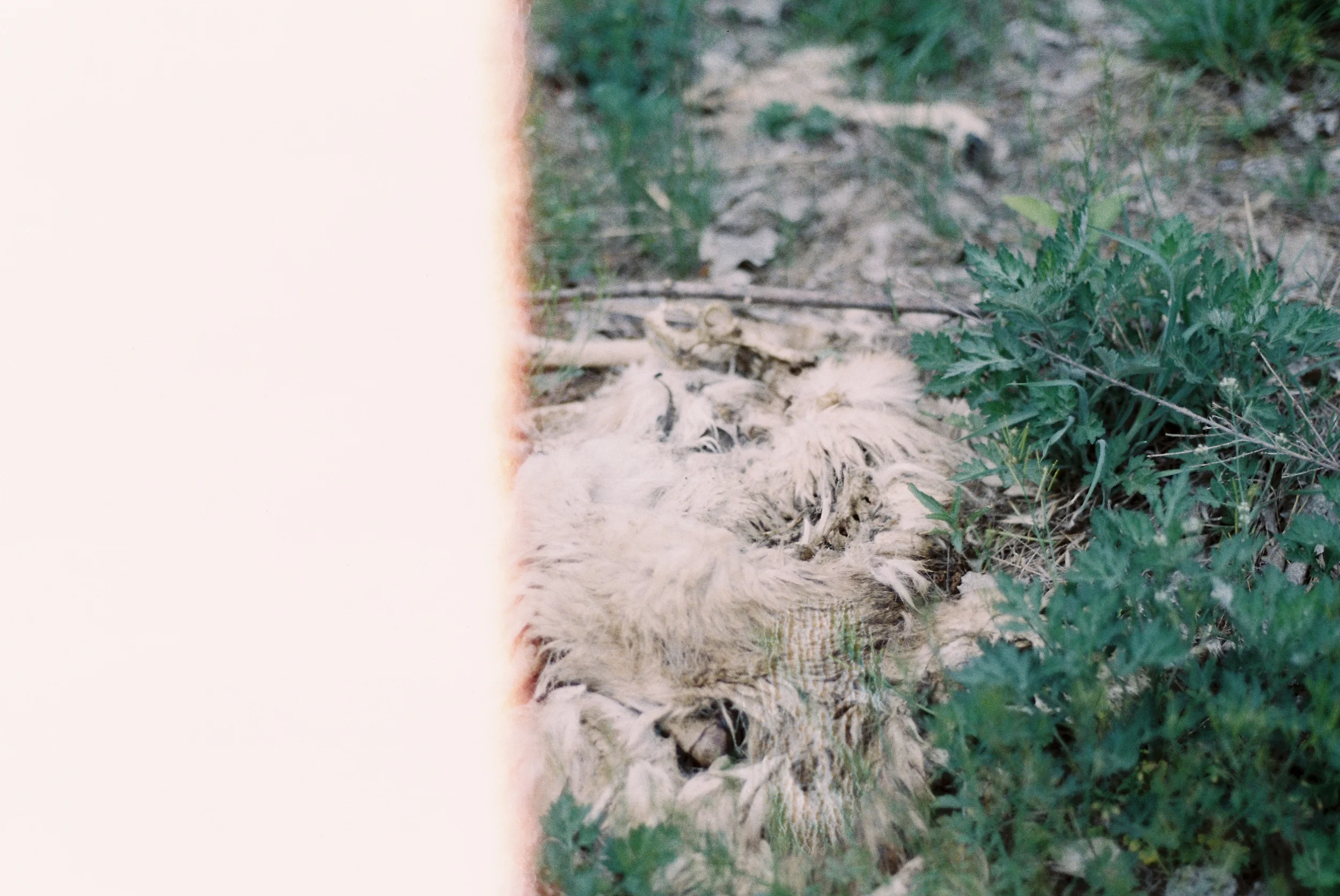 Deer carcass | Kodak Gold (expired)