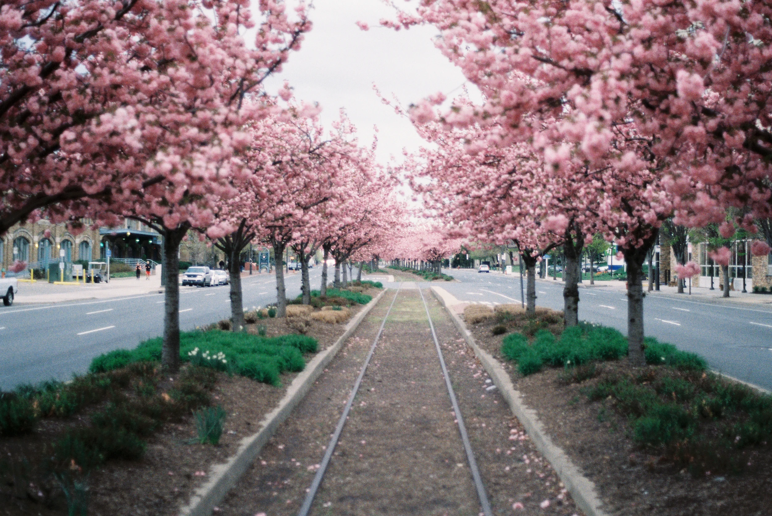 Cherry Blossoms on Columbus Blvd | Kodak Color Plus