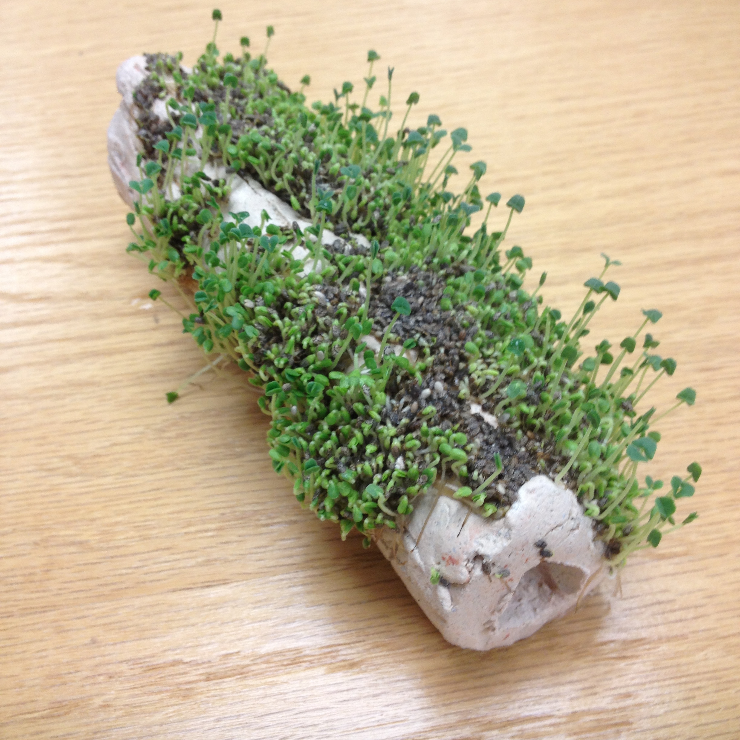 Ceramic Chia Pet 