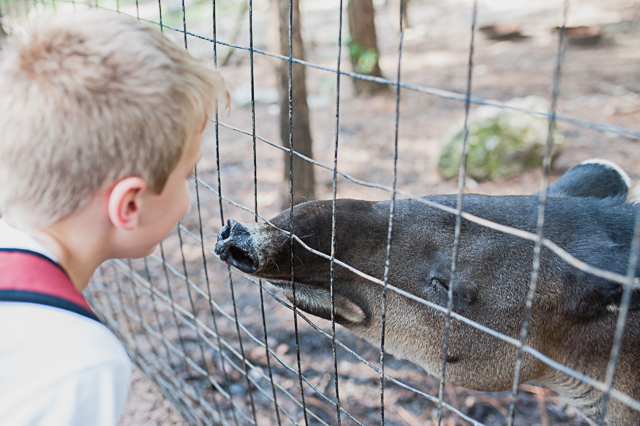  Tapir - the body of a pig and the snout of an anteater, but closely related to the horse and rhino!