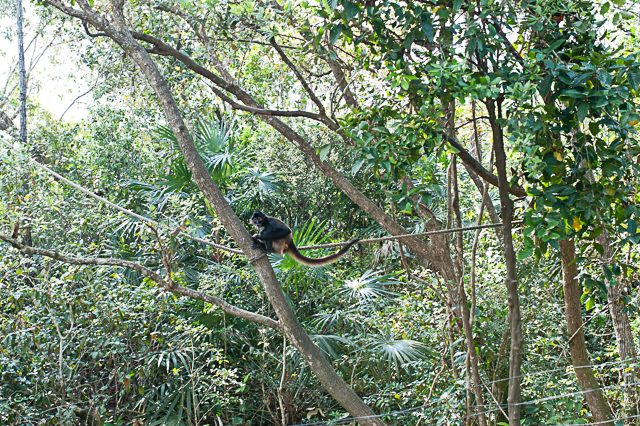 Spider monkey