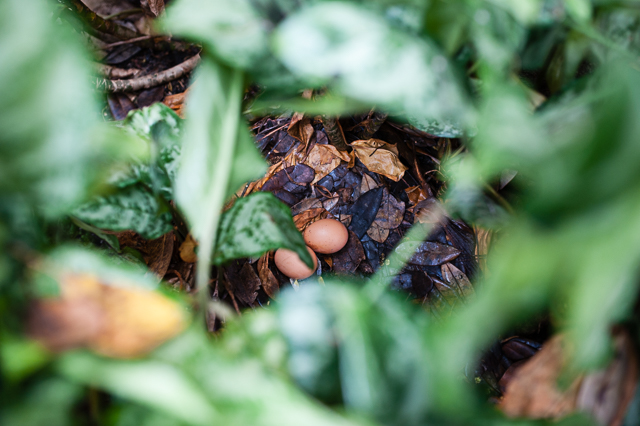  Fresh eggs courtesy of the free-ranging chickens. The boys had fun counting them every morning. 