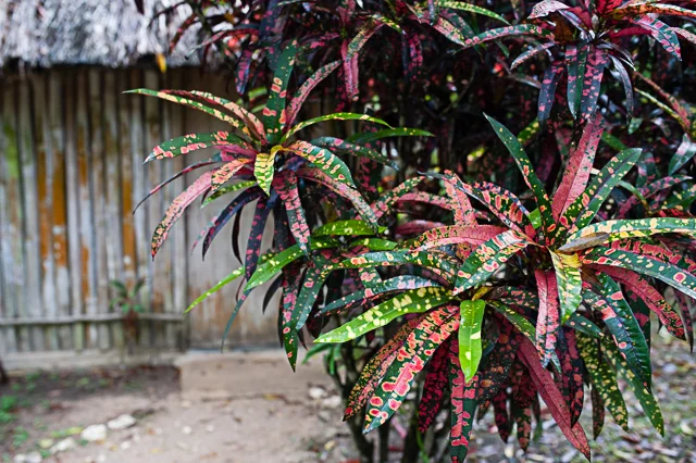 Gorgeous foliage, which I'm positive Chena knows the name of.