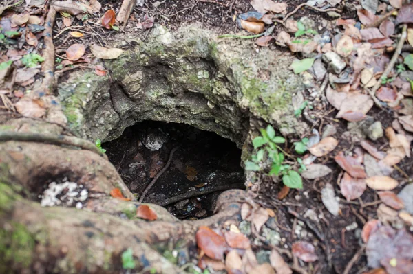 Ancient Maya hole where they would store their food and sometimes hide. A baby vulture was living there!