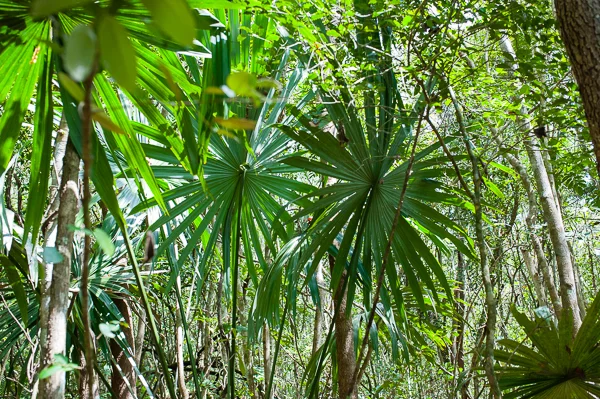 Palms used to thatch the palapas and hut roofs.