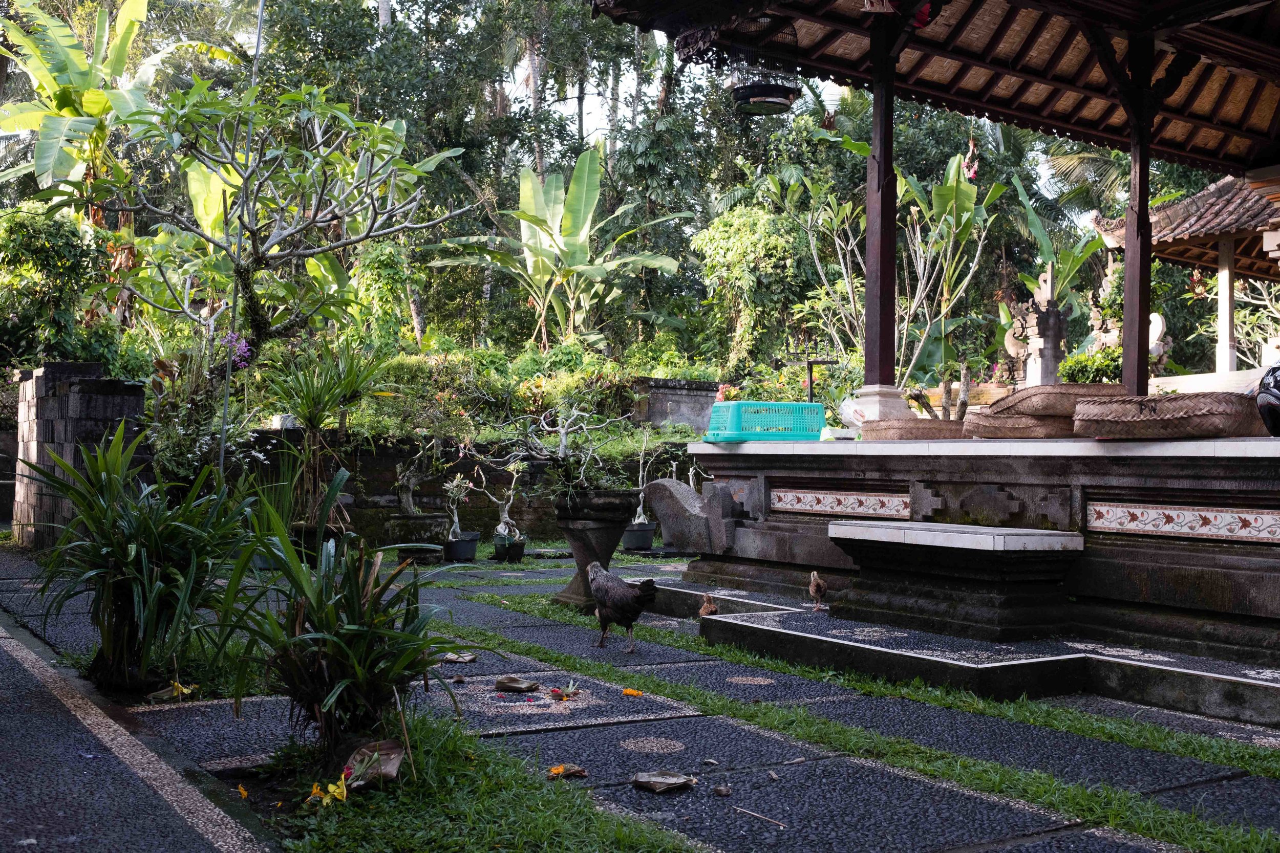 typical Balinese yard - Balinese homes are like compounds with a family temple in the NW corner and other buildings for entertaining, sleeping and cooking are at specific places