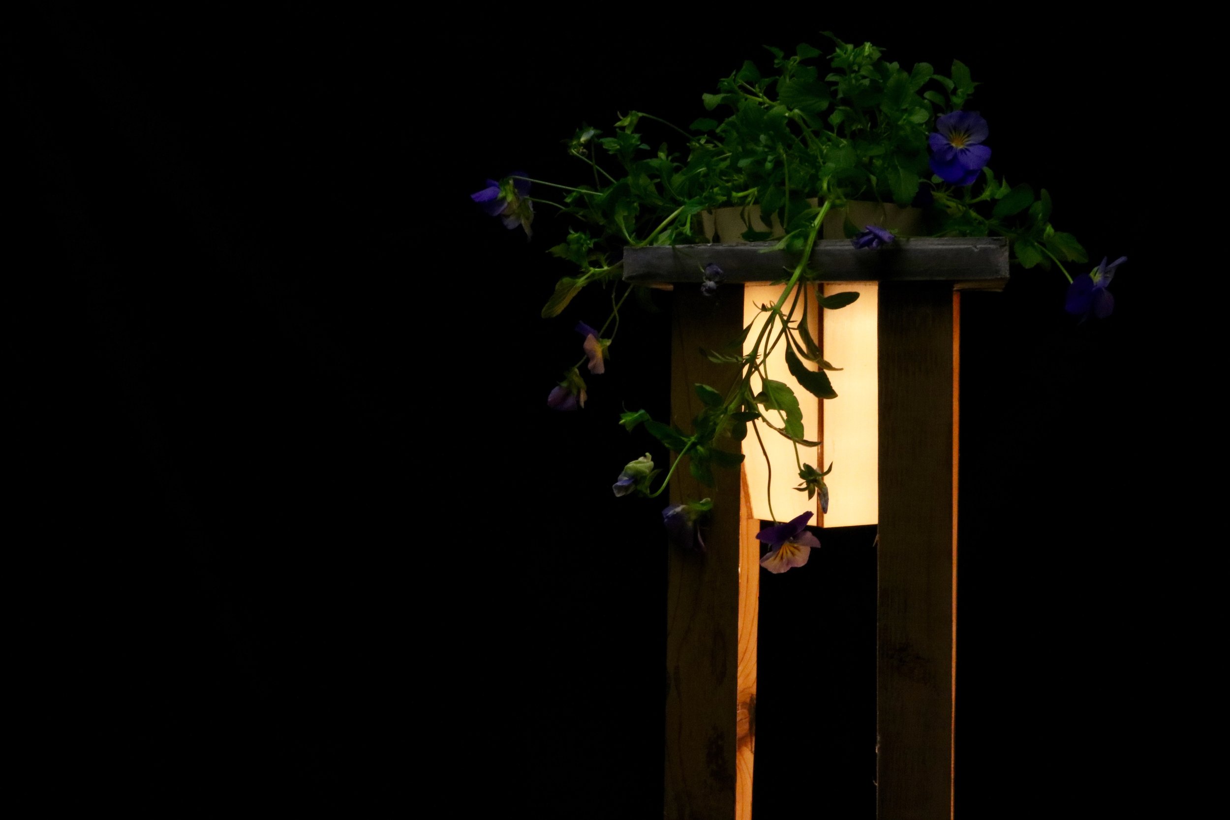 The flower intended for this project is the morning glory.This purple and yellow accented flower is known for its sensitivity to light. As it opens and closes throughout the course of the day, the flower would bloom a second time that day when the light from the light fixture reawakens its typical nighttime slumber. Furthermore the morning glory’s ability to climb would allow the flower to truly become a source of light reflectance in the plantern, which is key to reduce the degree of contrast.