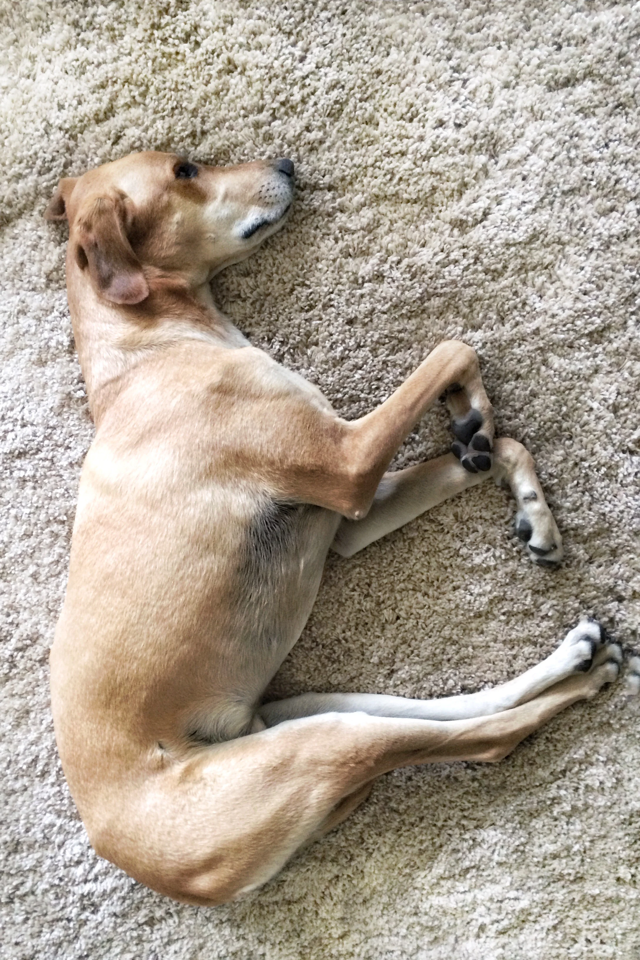 Ca$h, the regal guard dog (dollar emphases my own)