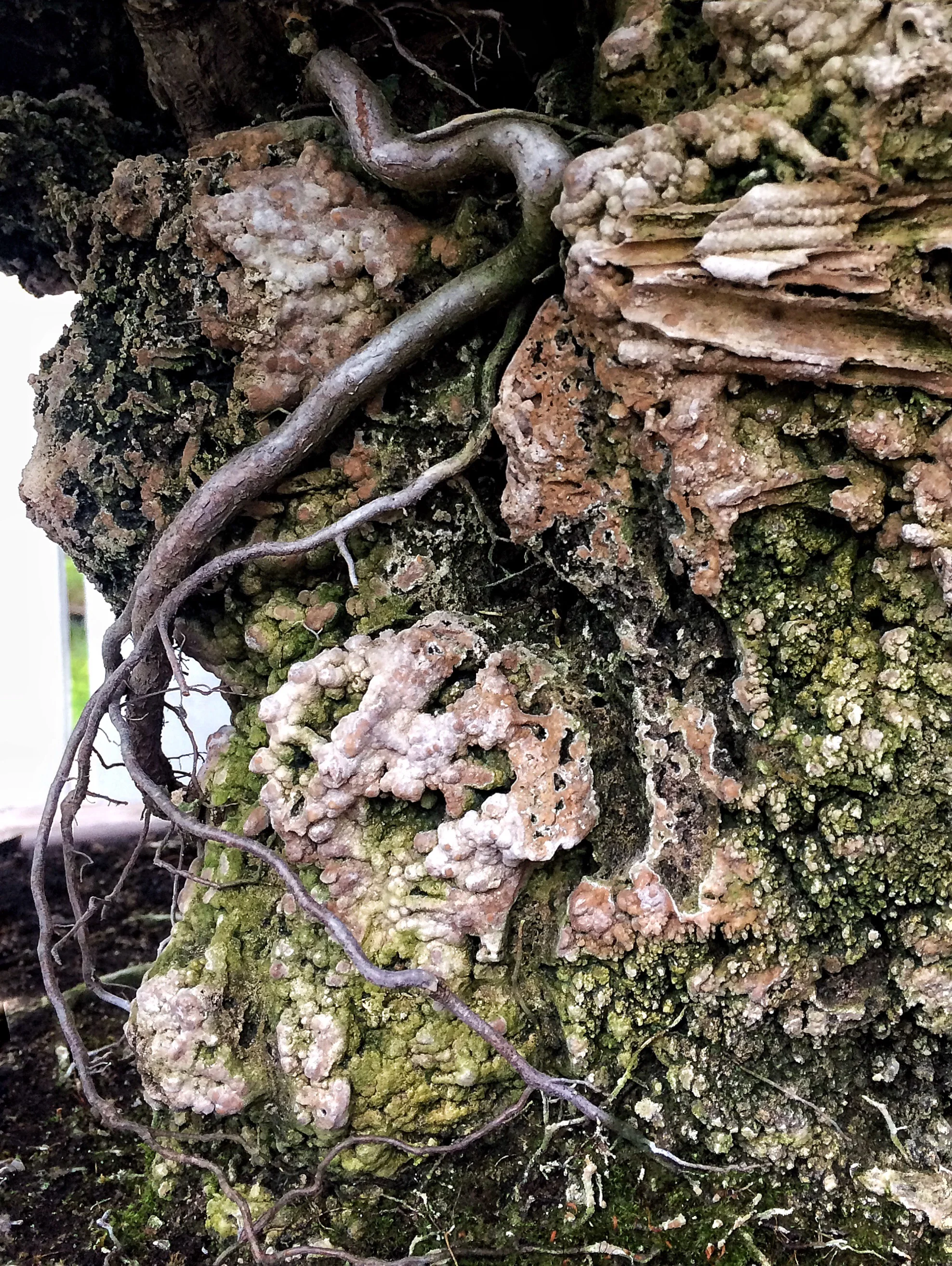 Roots of a bonsai