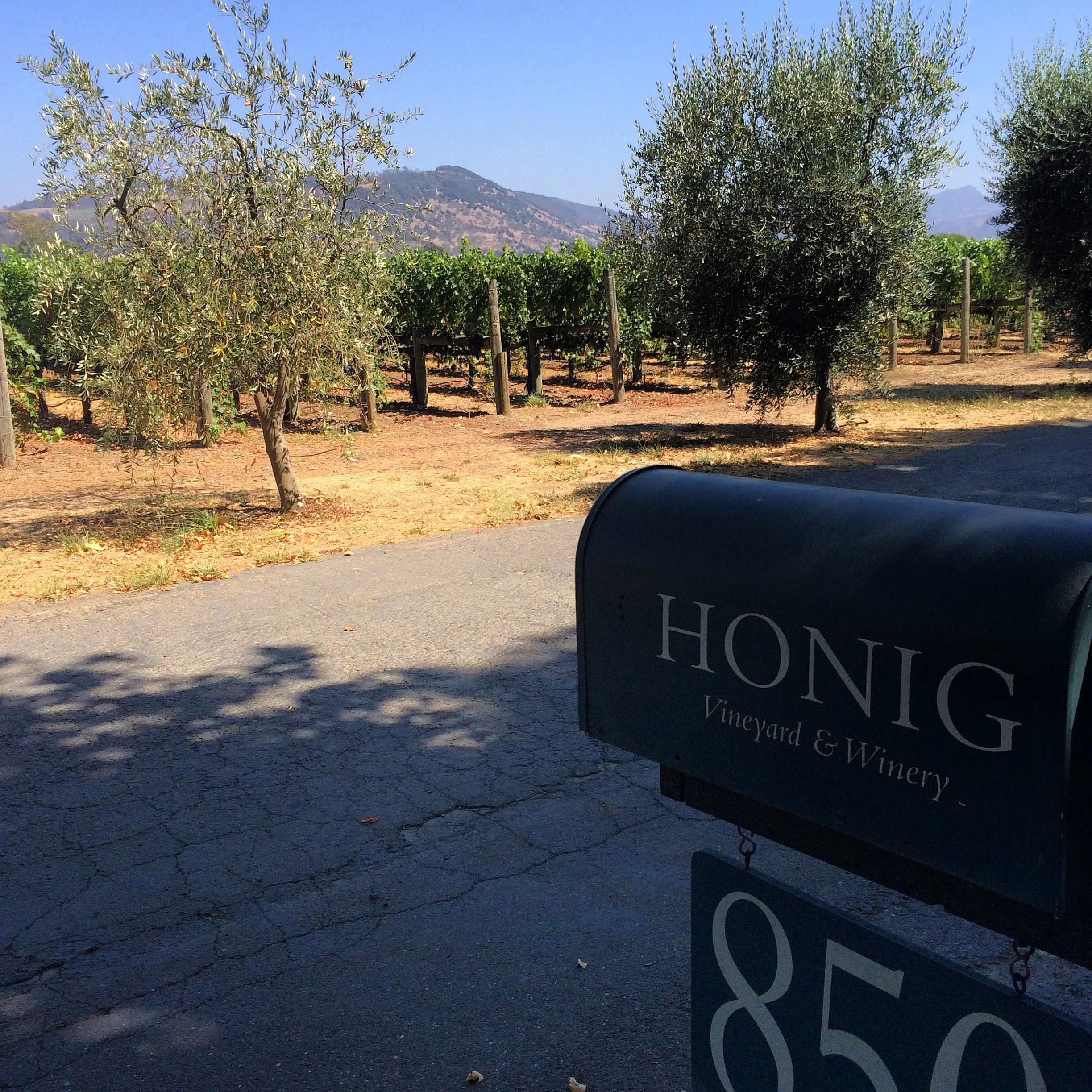 Honig Vineyard.JPG
