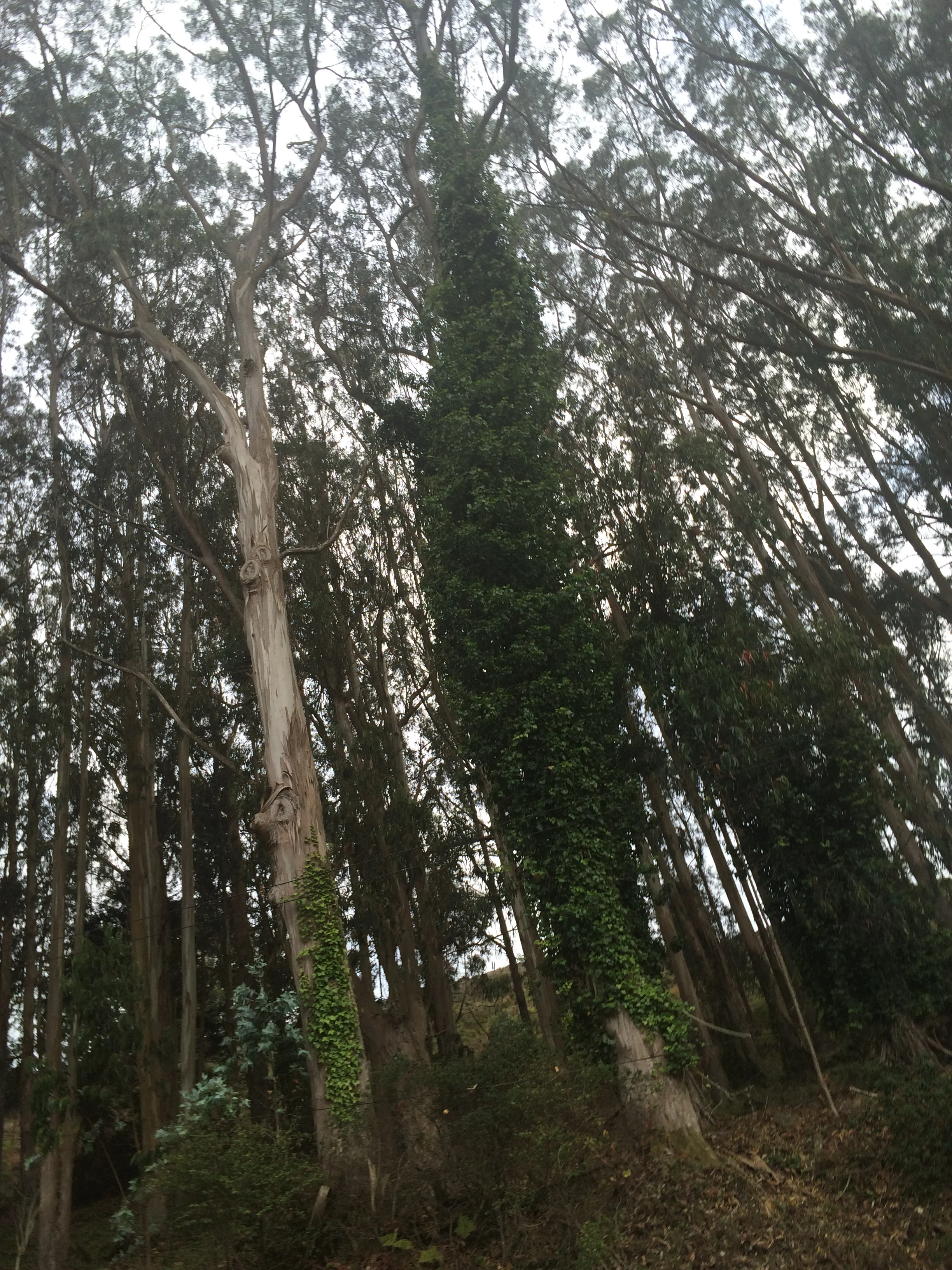 Golden Gate Park - Marin Headlands.JPG