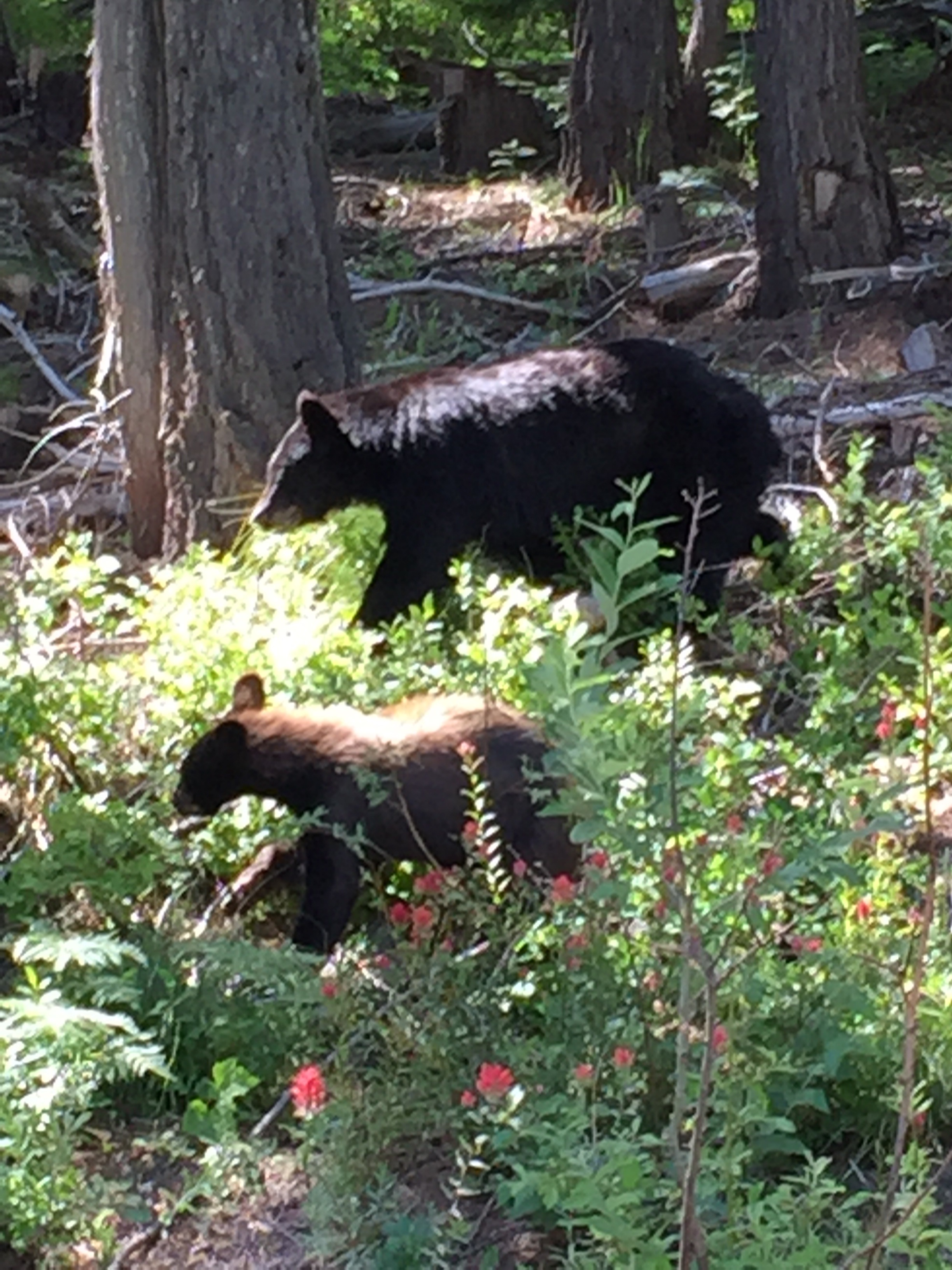 We got lucky on the way to Schweitzer Mountain and saw a mama black bear with her cubs