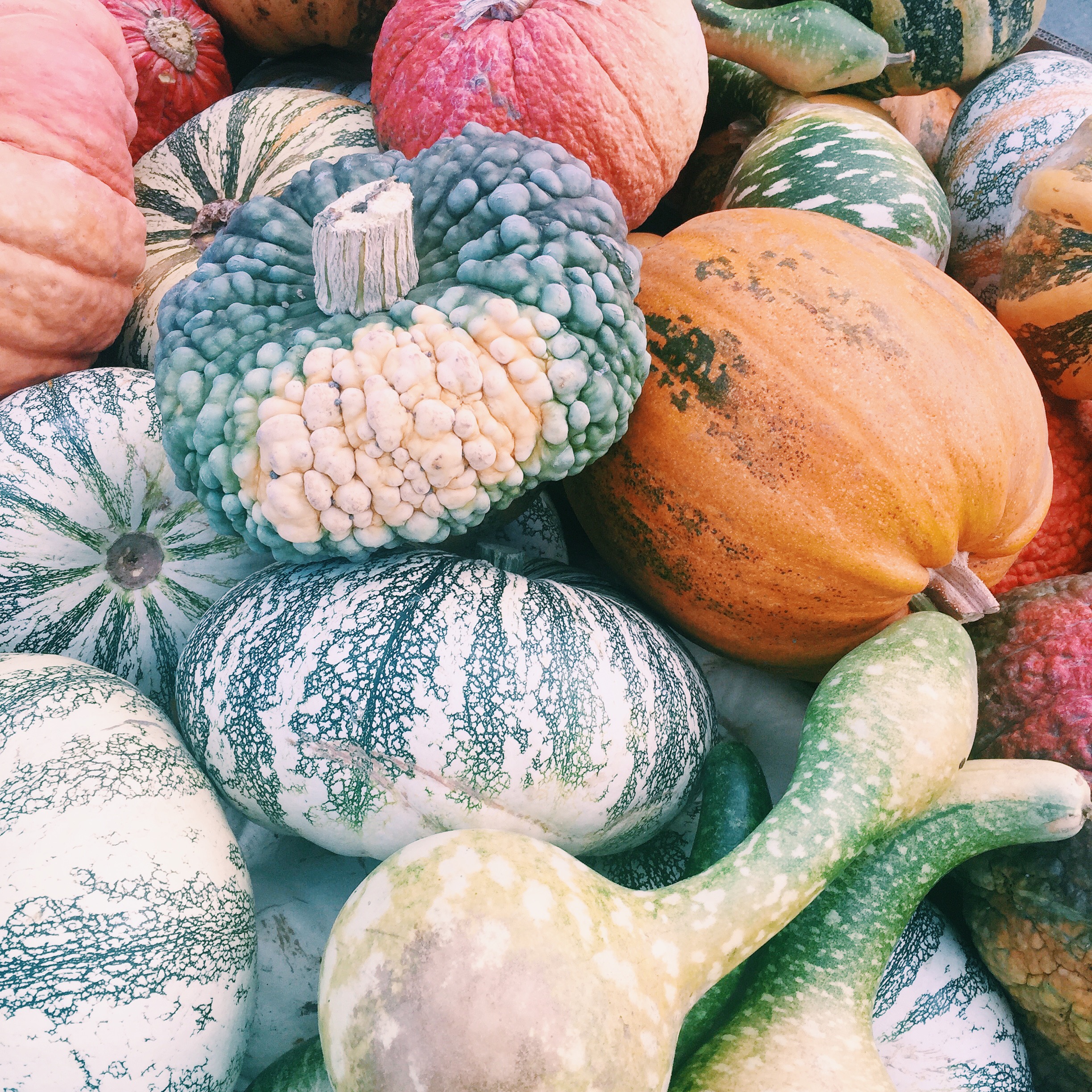 Love all different types and shapes of squash.