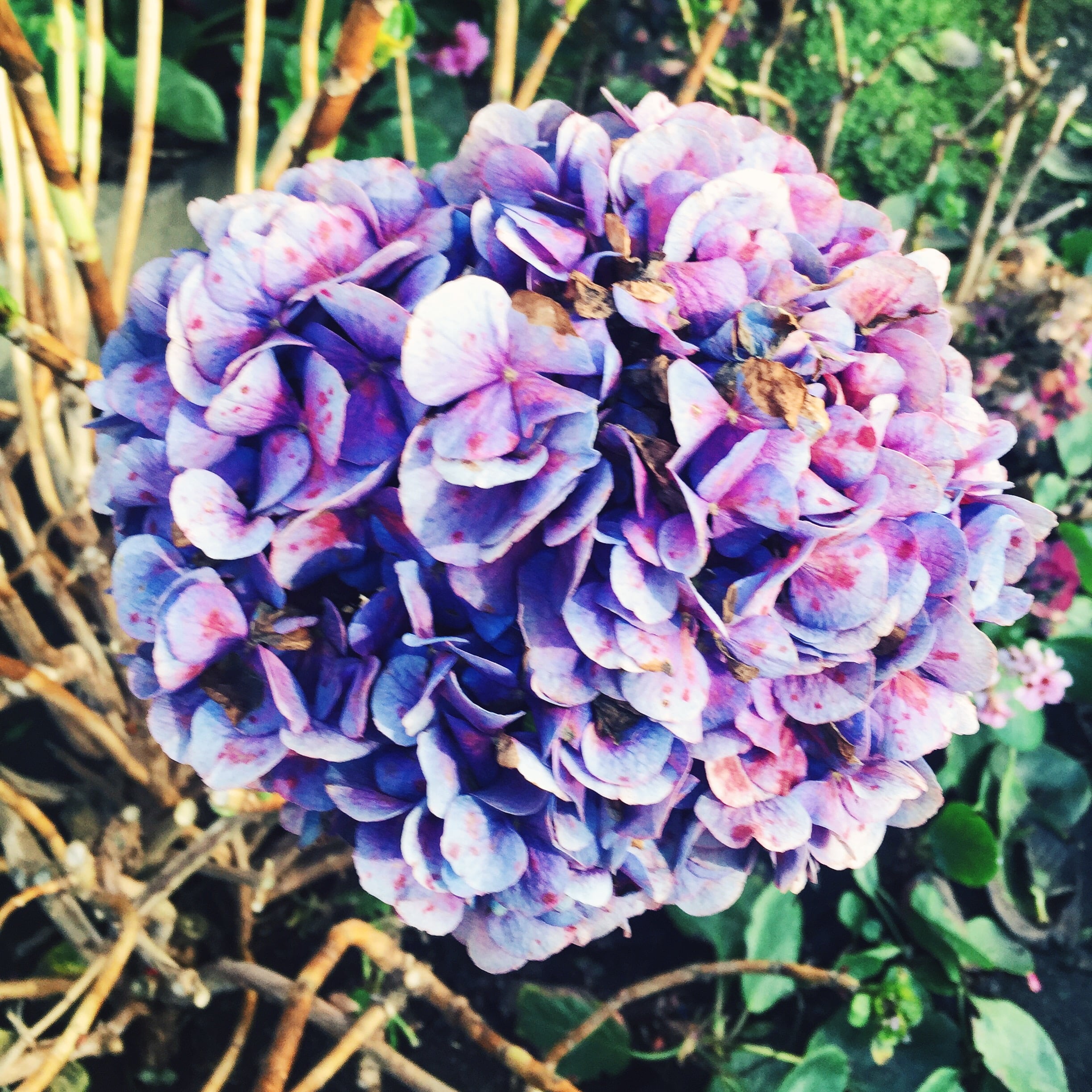 Hydrangea is my favorite flower!