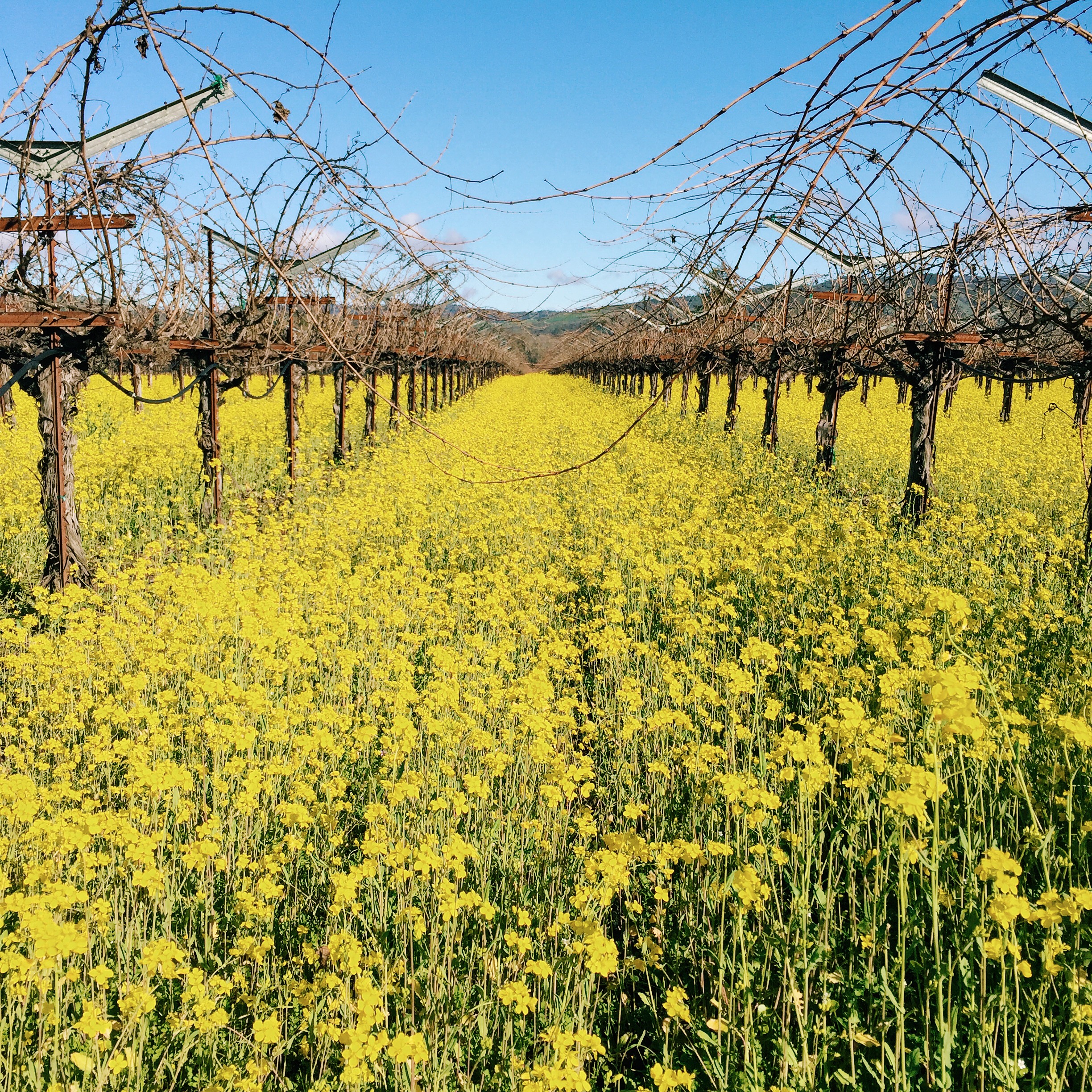 It's mustard season in the valley!