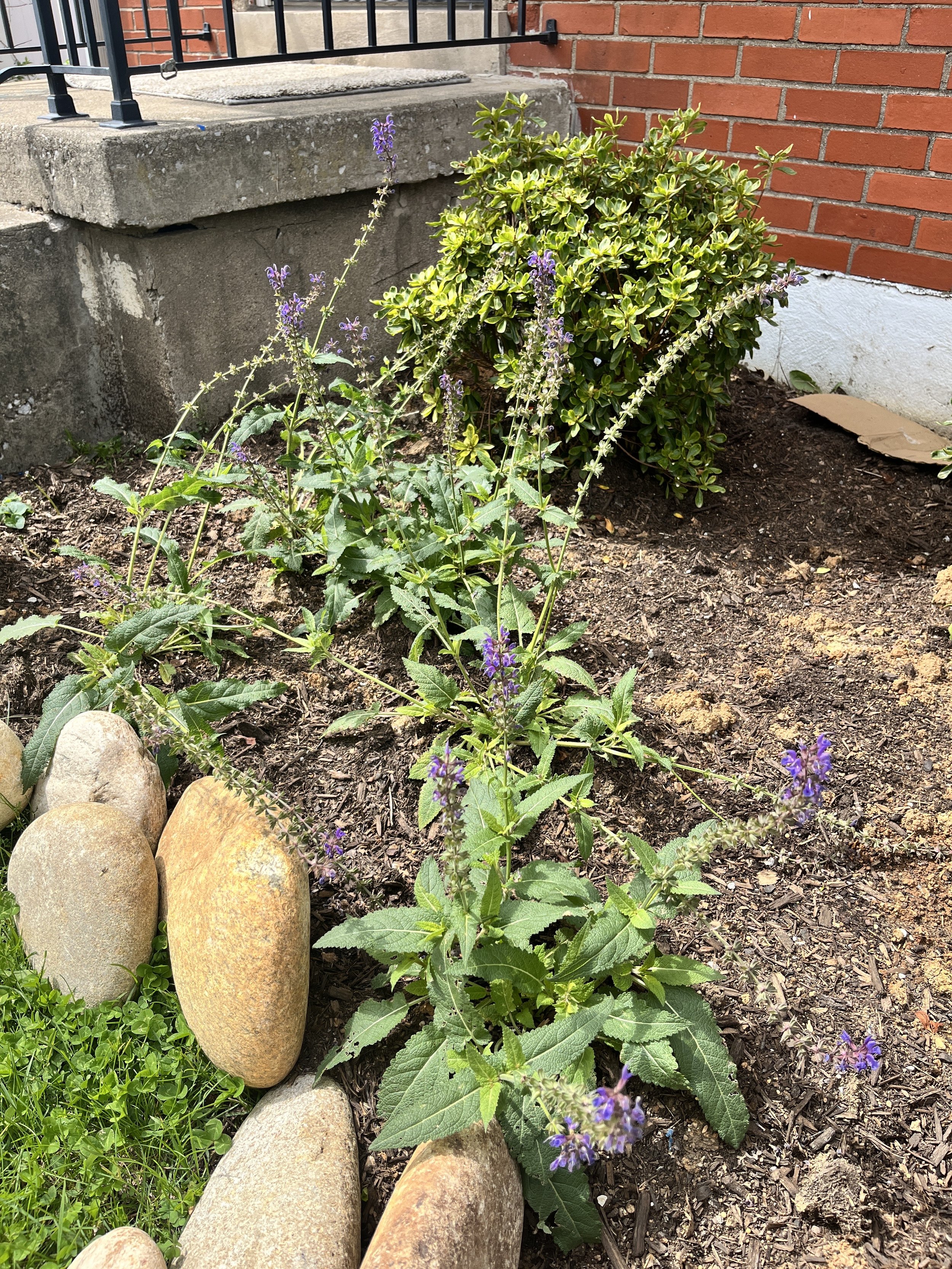 IMG_0582(1).jpeg
