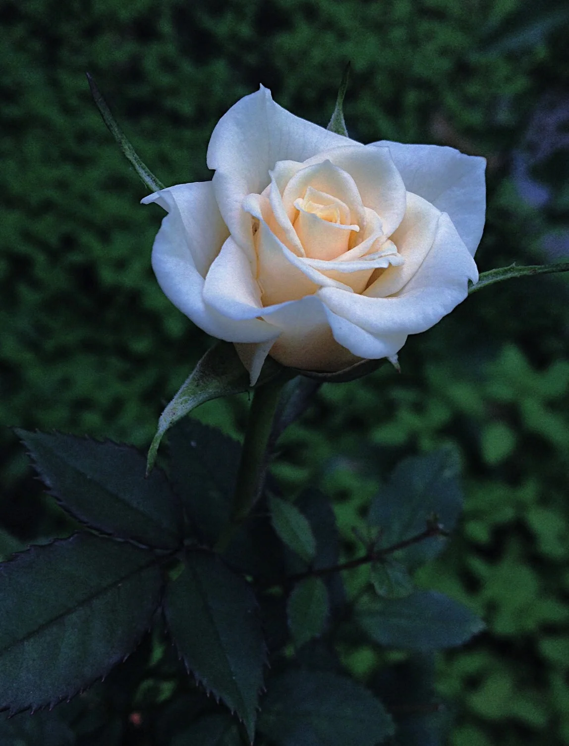 Zen meditation, chanting, services July 9 @6:45