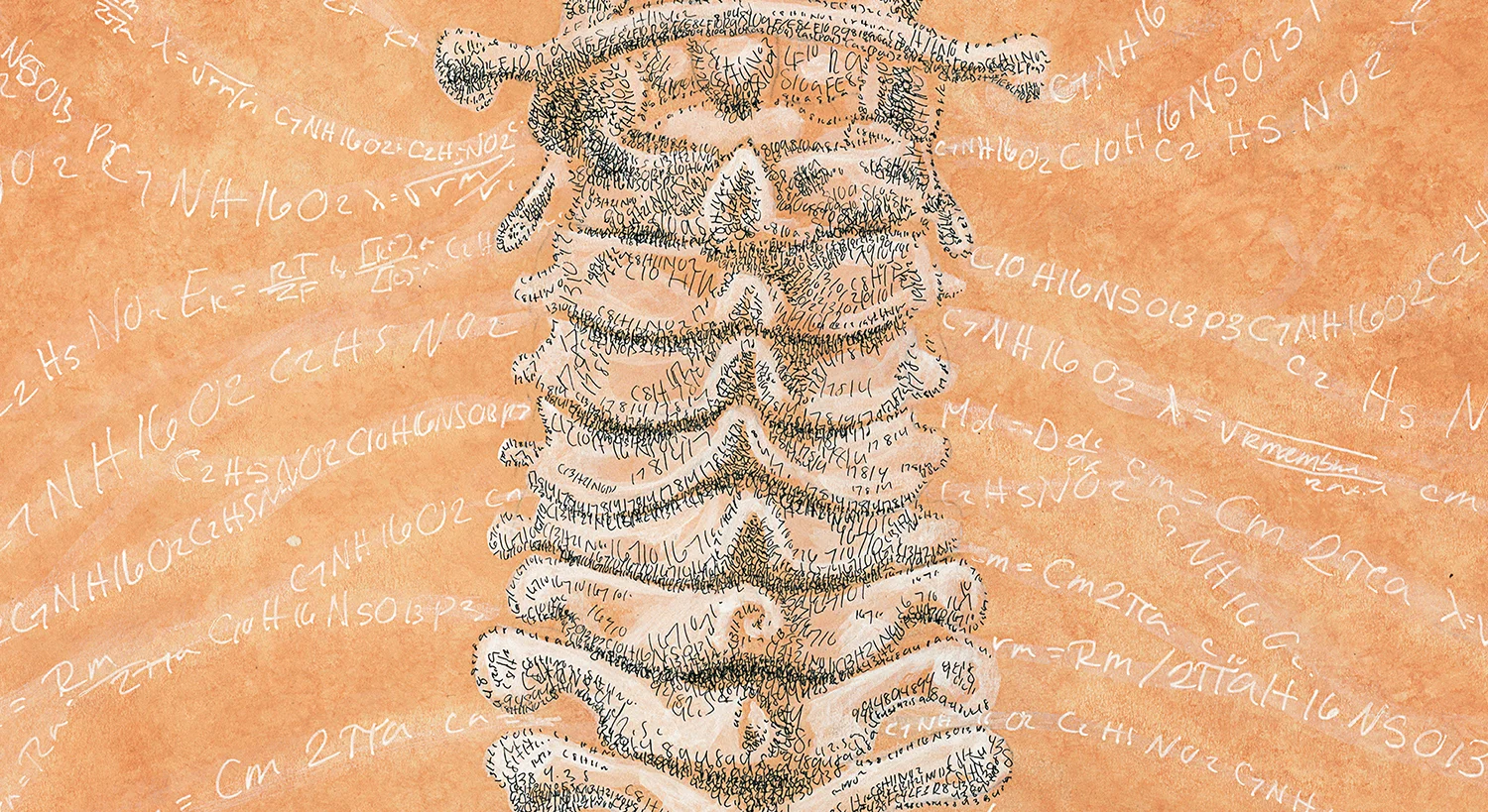 Human Spine Art