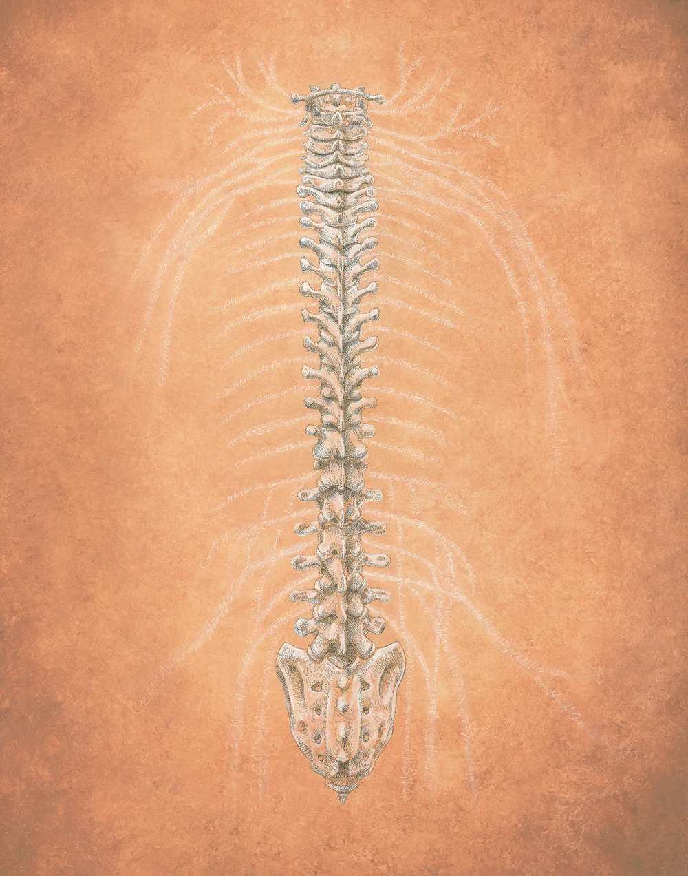 Human Spine Art