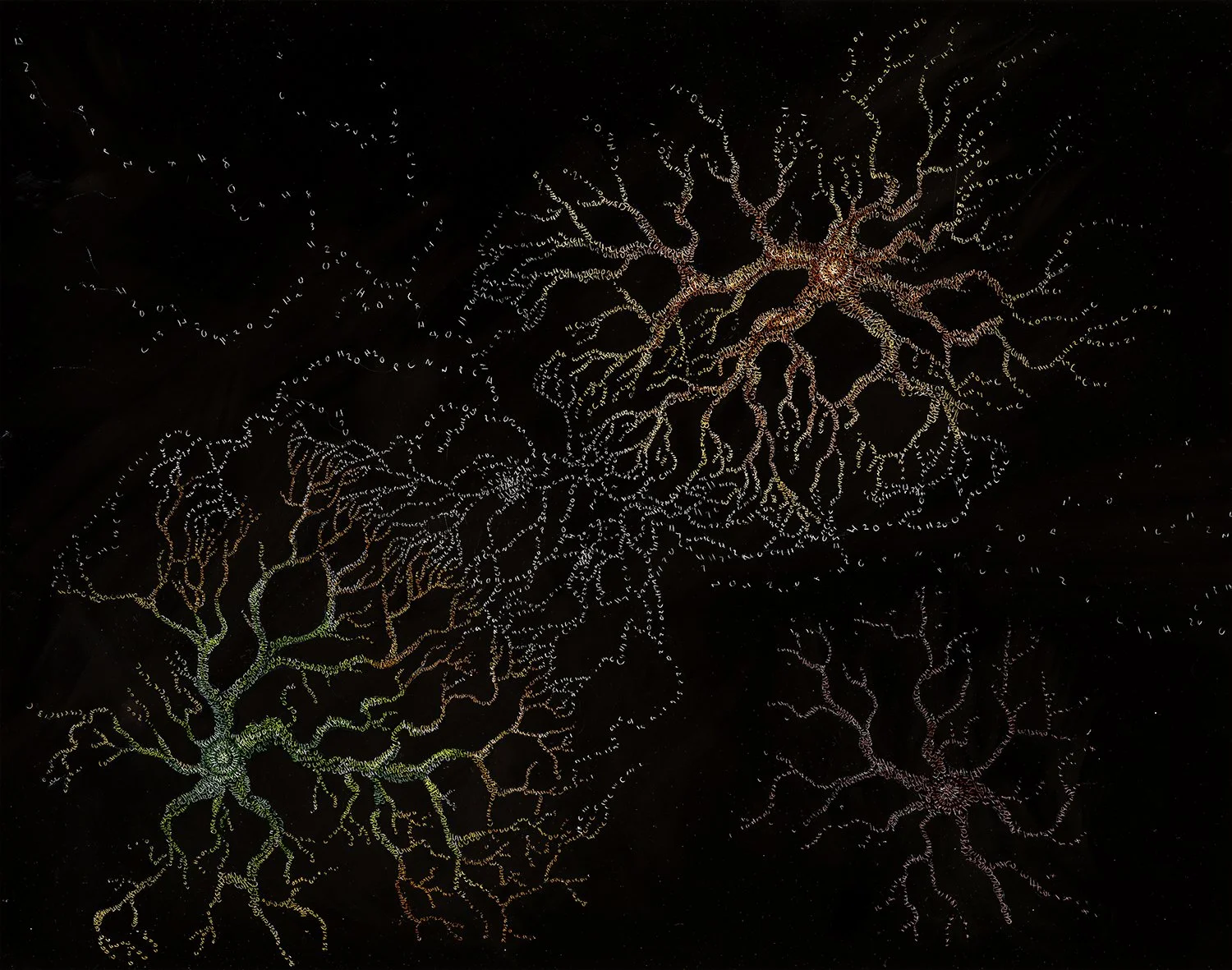 1 Mycorrhiza web 2.jpg