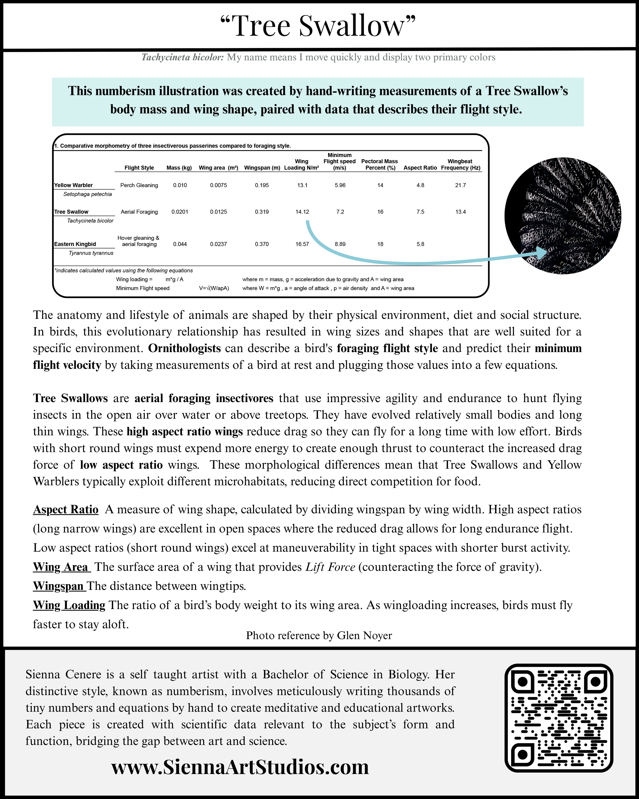 Tree Swallow Description (8 x 10 in).png