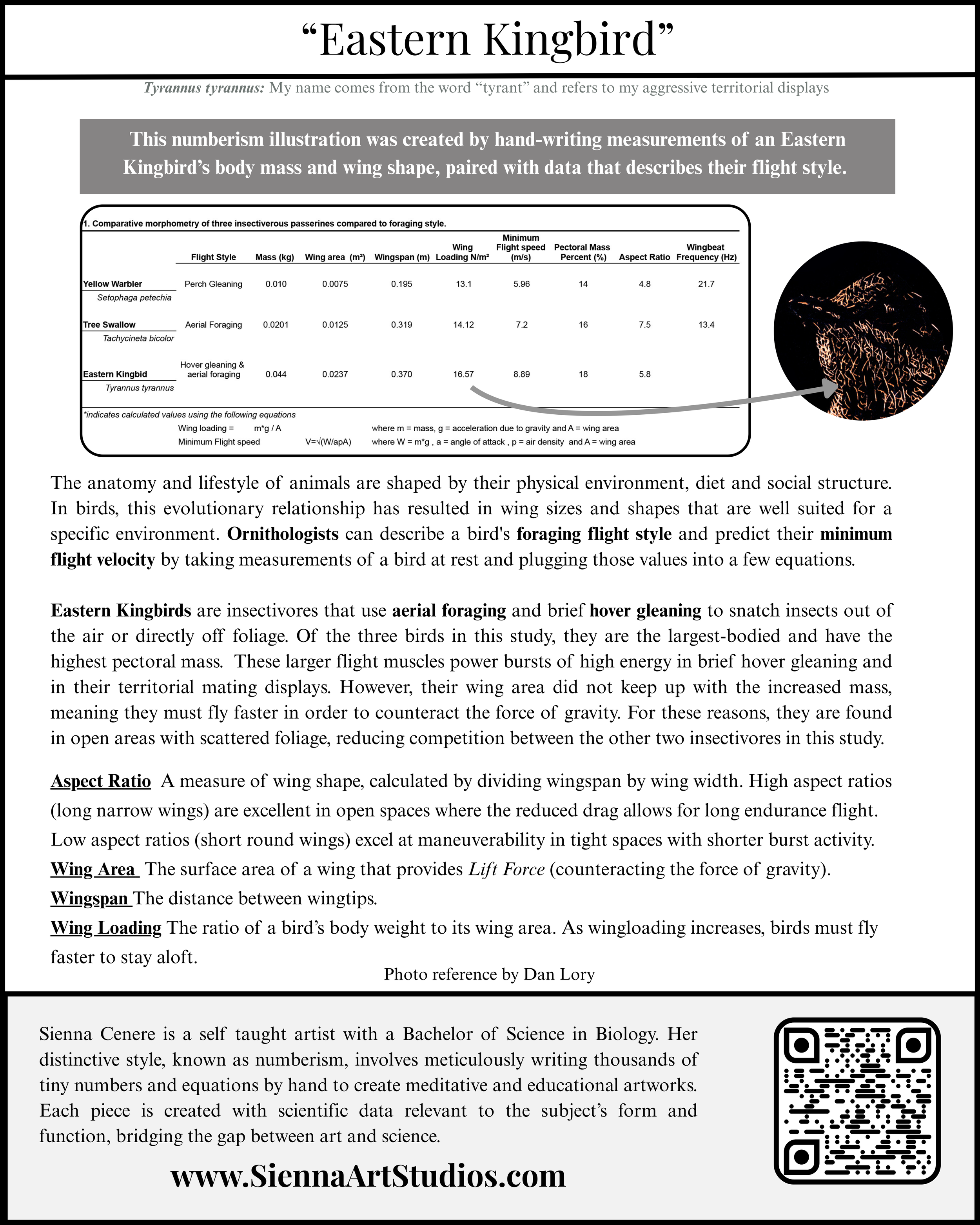 Eastern Kingbird Description (8 x 10 in).png