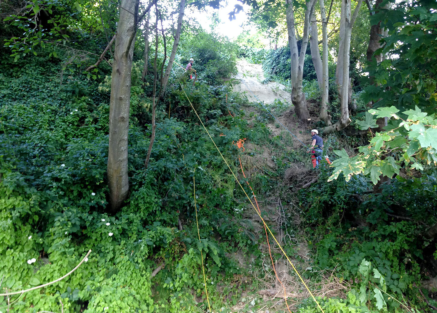 Tram Site - Early Stages of Ivy Removal