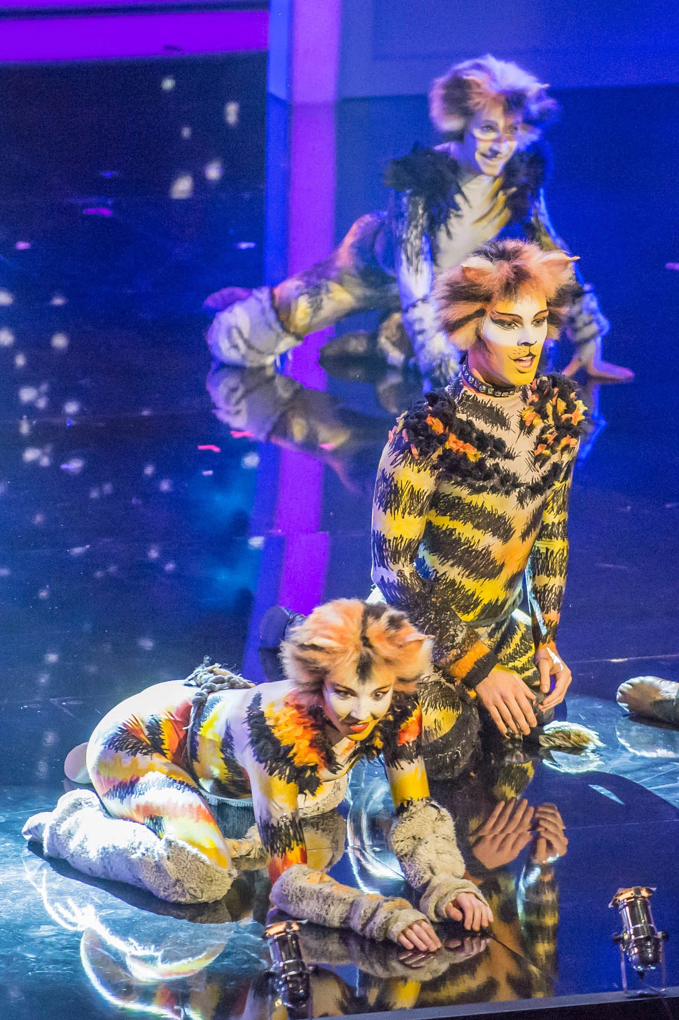 Cats