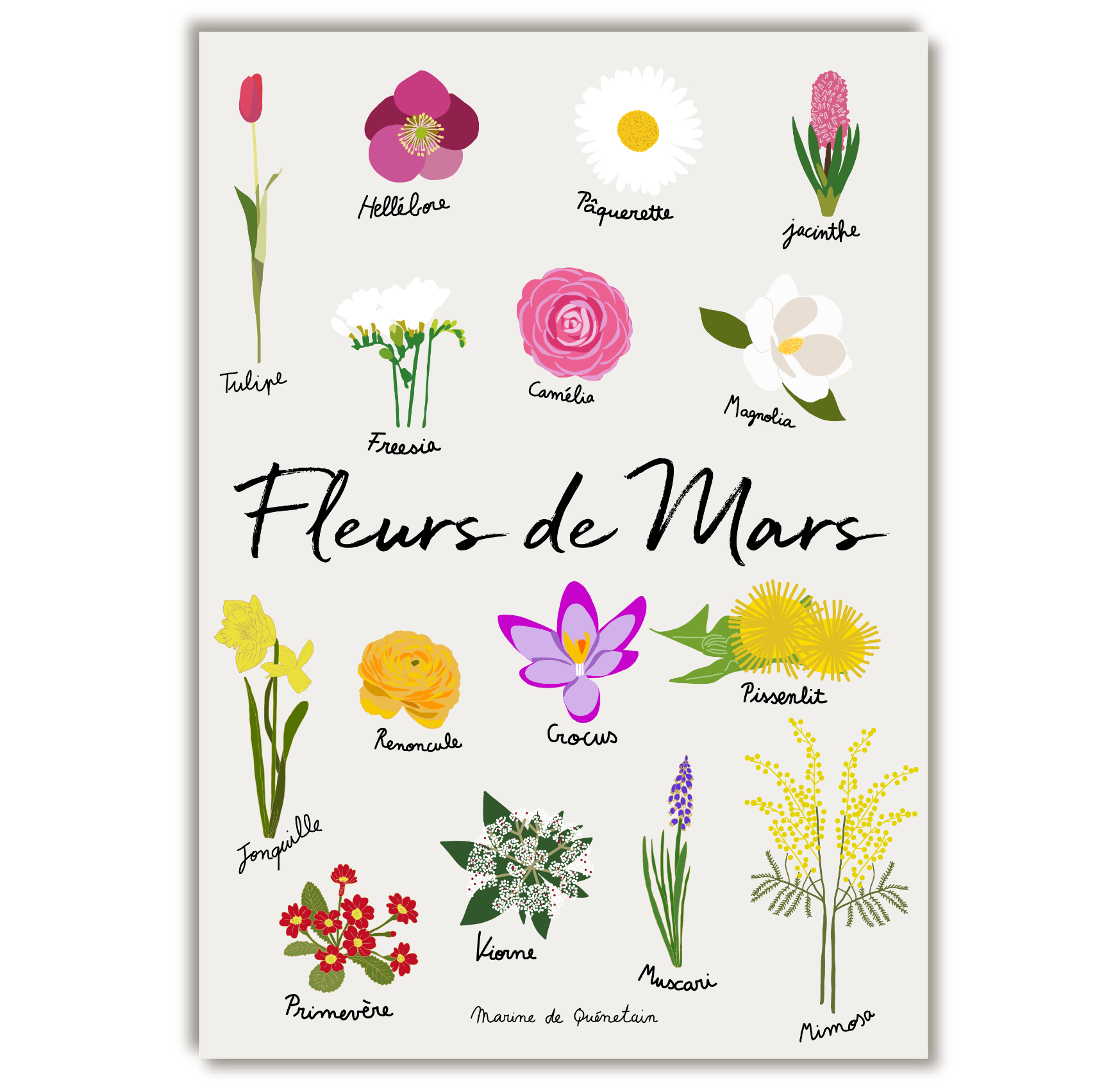 fleurs_de_mars_marinedequenetain.png