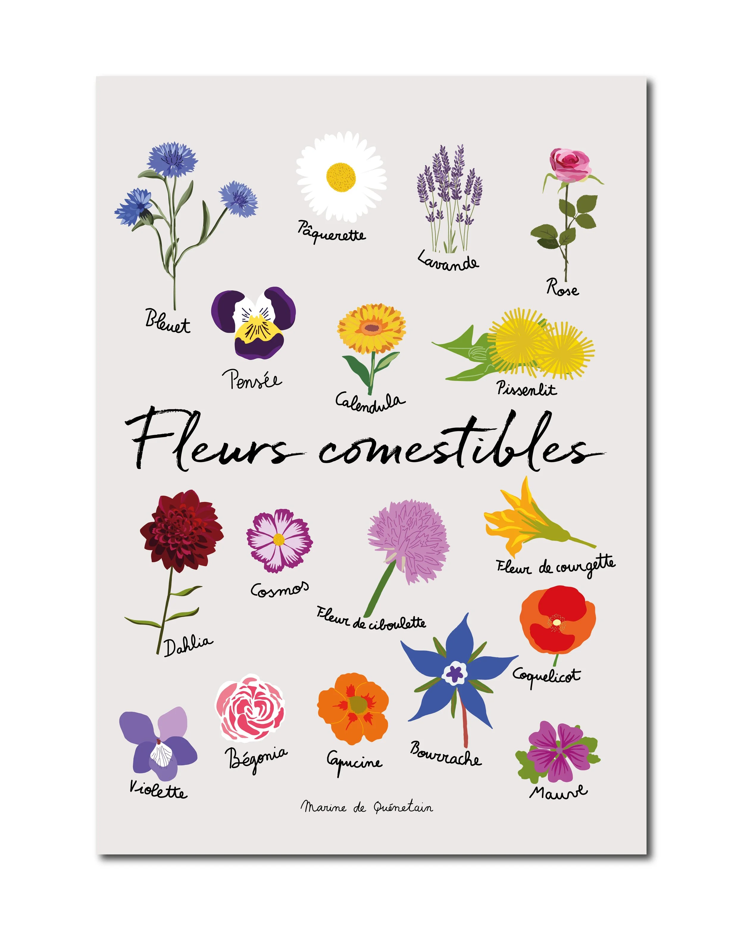 fleurs_comestibles_v2_Plan de travail 1.jpg