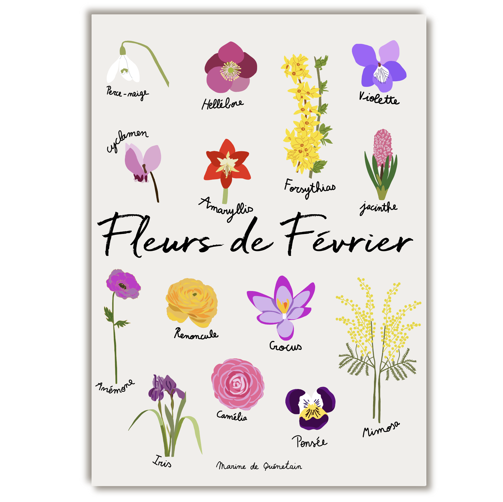 fleurs_fevrier_marine_de_quenetain.png