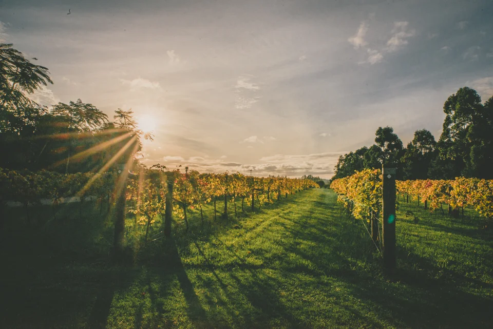 Brooke-Barry-Kerikeri-Ake-Ake-Vineyard-Wedding-494