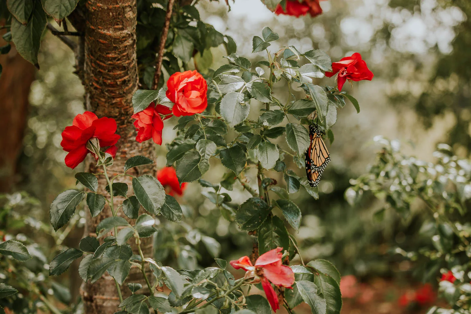 David-Alysha-Farm-Rustic-Auckland-Wedding-52