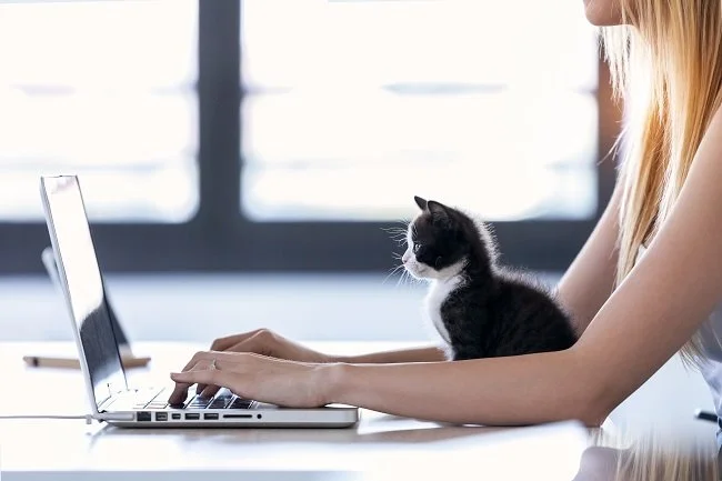 Home office with cat 650.jpg
