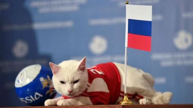 693274-achilles-the-cat-pti.jpg
