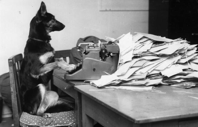 Dog Typing.jpeg