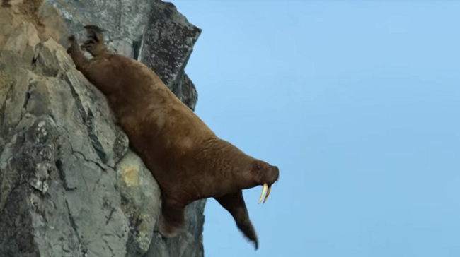 Our_Planet_Walrus_Climate_Change.png
