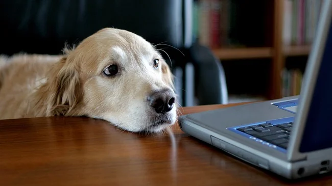 dog-computer-55281_0.jpg