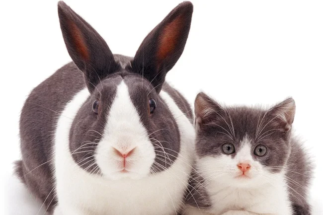 Rabbits are tasty. Cats, not so much…