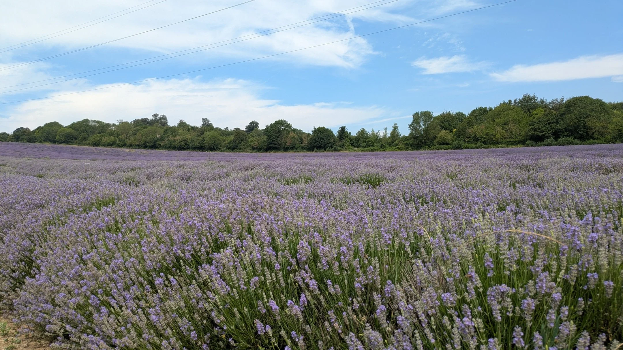 Castle Farm Lavender Fields