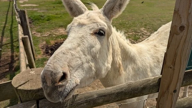 Donkey Christmas Tree Farm 650.jpg