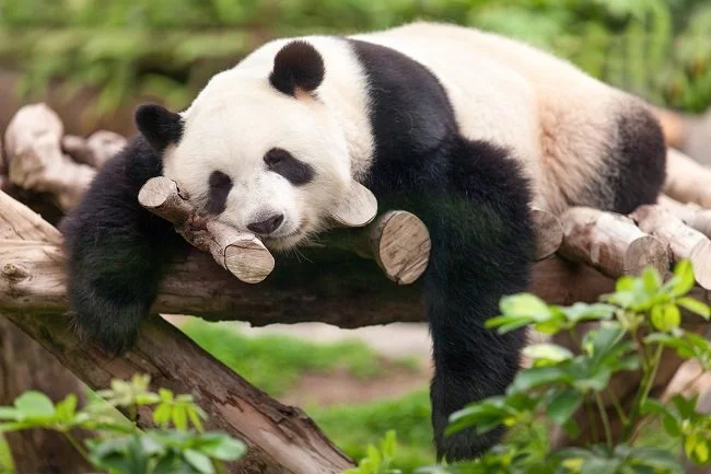 Lazy Panda 650.jpg