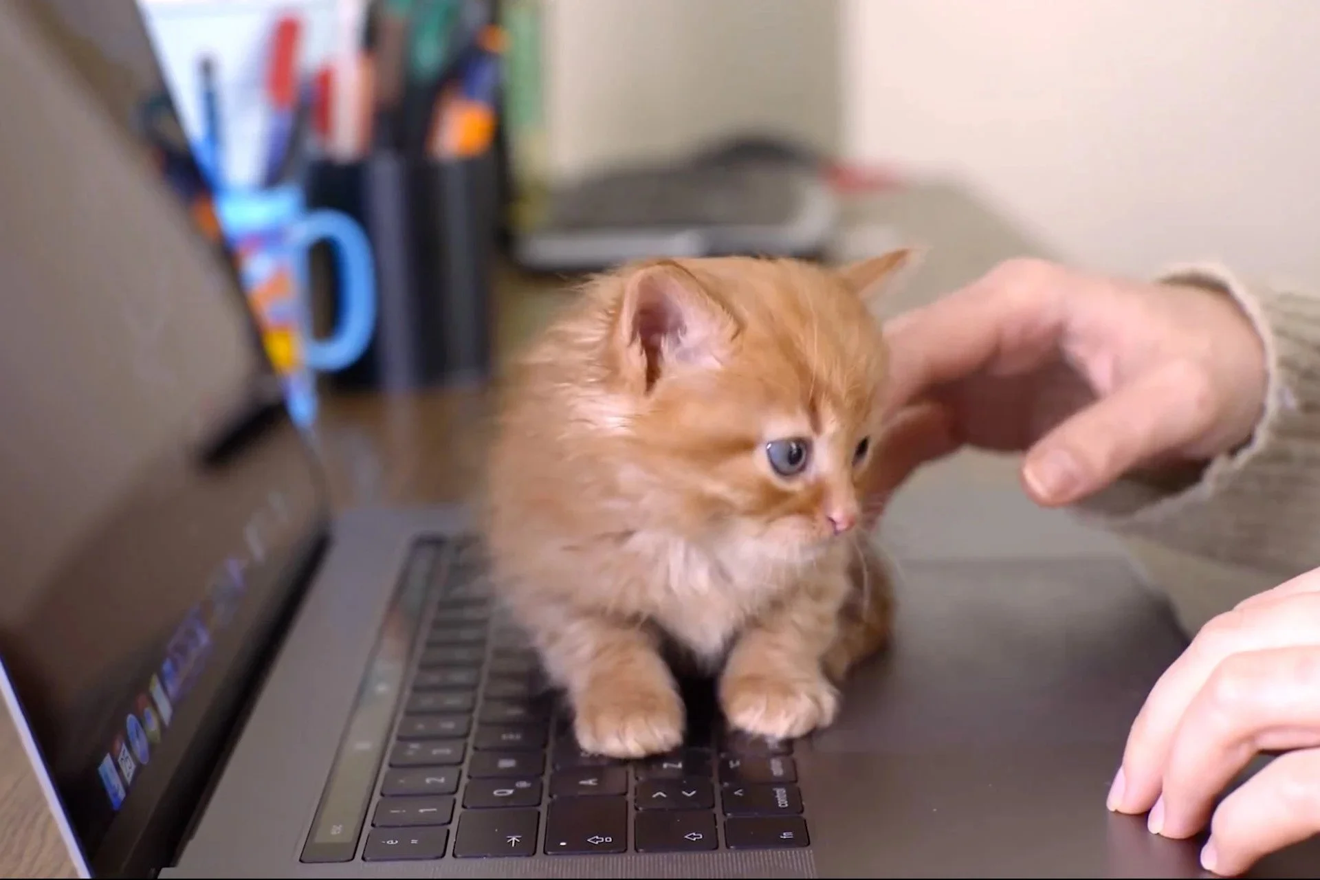 Smol Cat on Laptop