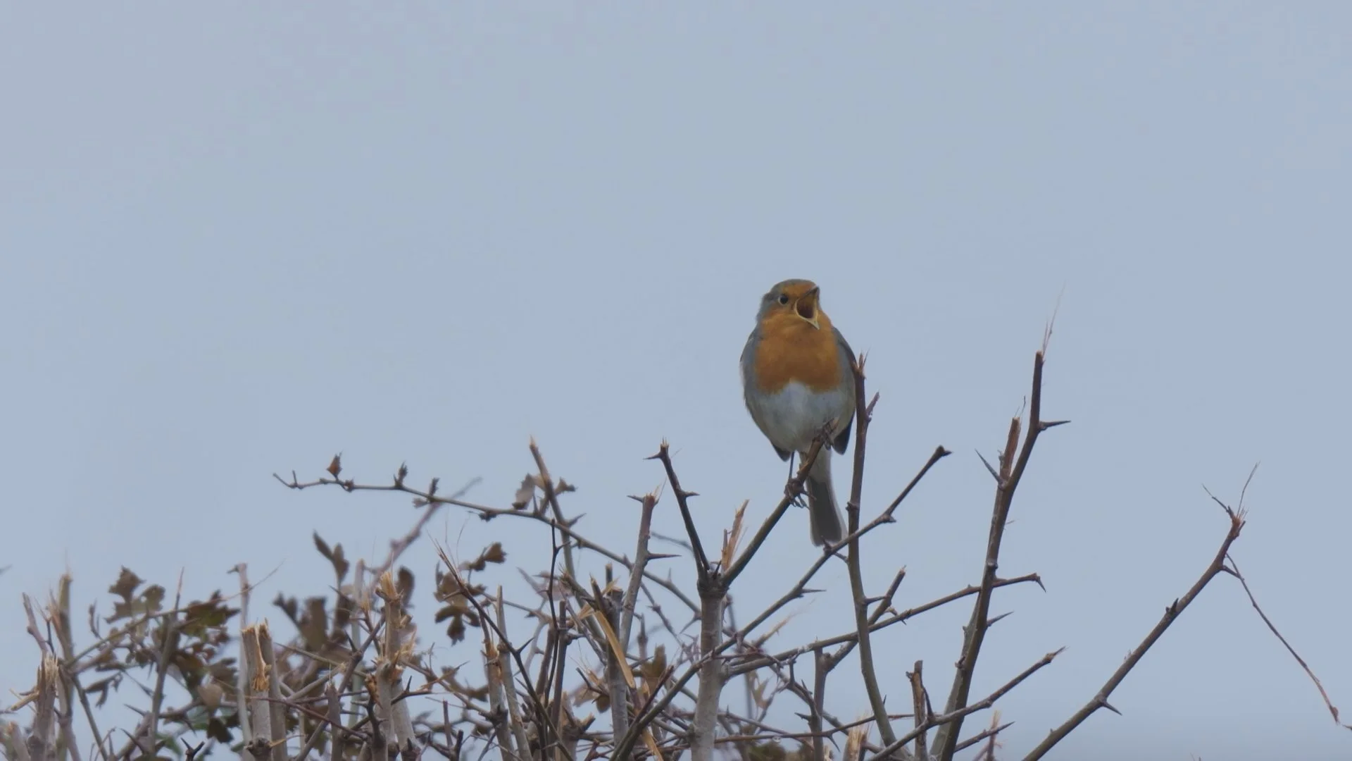 Sam & Ade Go Birding A Friendly Robin