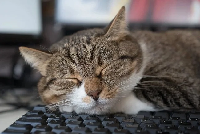 Cat asleep on keyboard 650.jpg