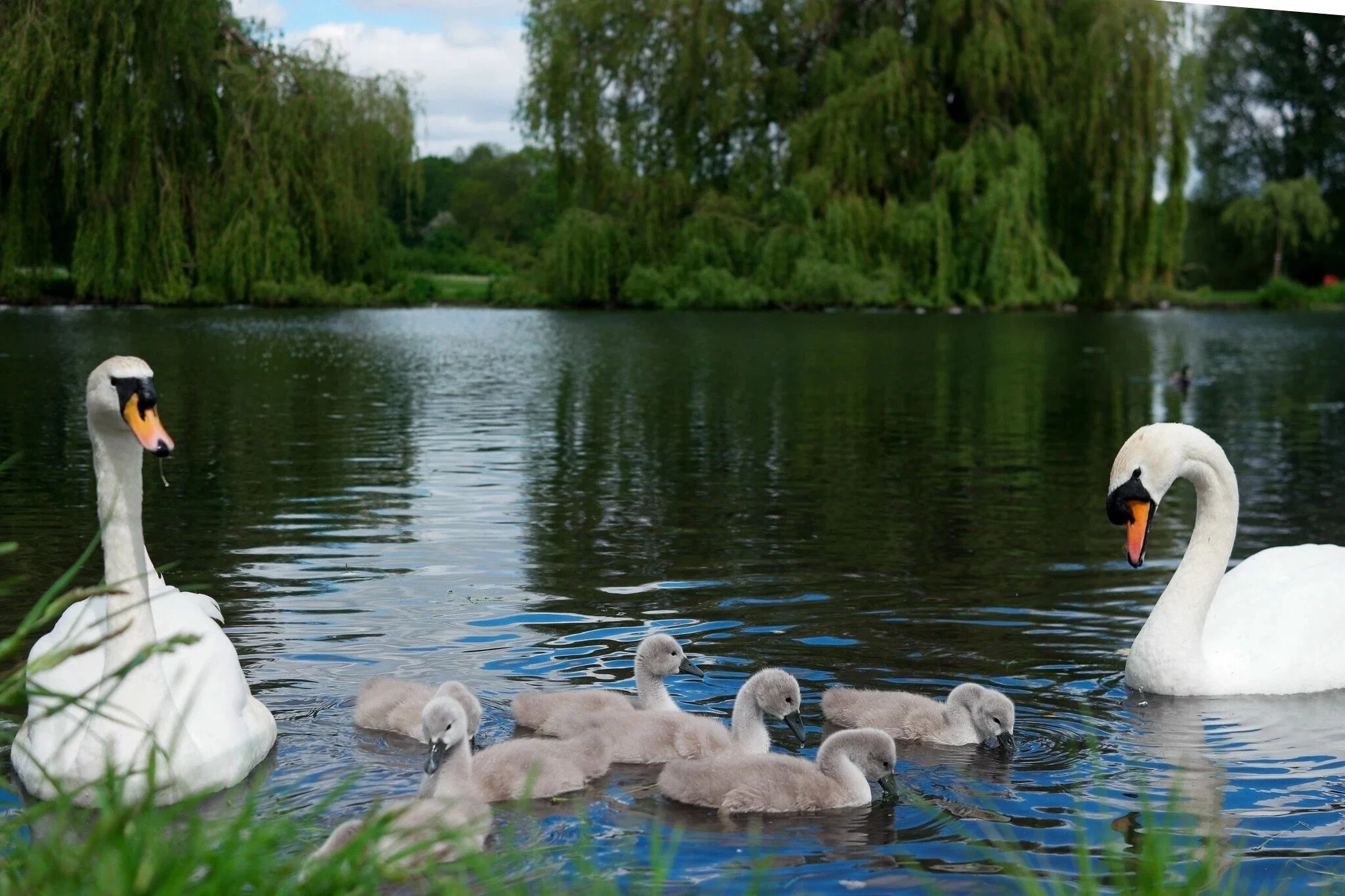 Swans in The Glades Sidcup